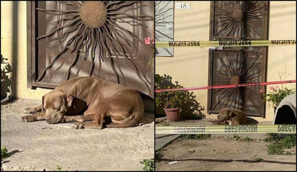 FOTO/VIDEO: Imagini sfâşietoare! Câinele unei jurnaliste ucise stă la uşă în aşteptarea stăpânei sale
